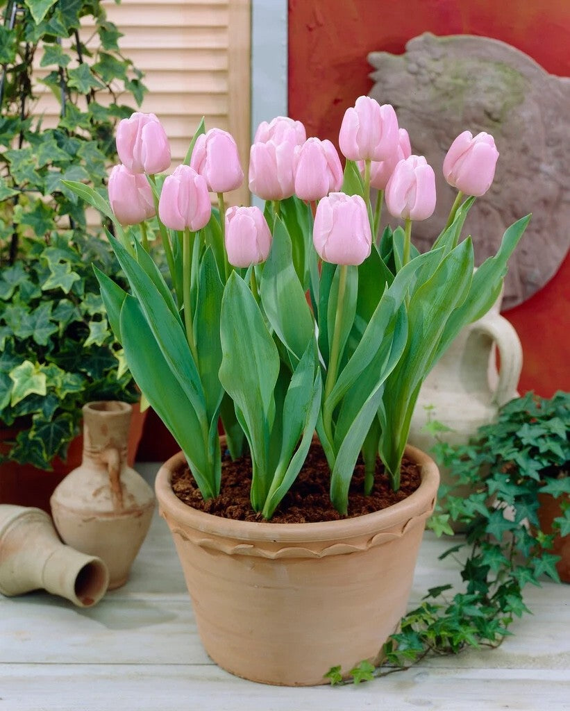 10x Tulip Pink Diamond Bulbs 10/11cm Pink Spring Flowering Garden Tulips