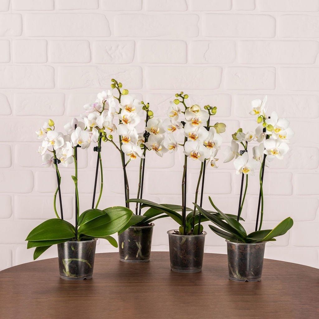2 x Mini Phalaenopsis White Orchid Twin Stem 6cm Pot Indoor Plant