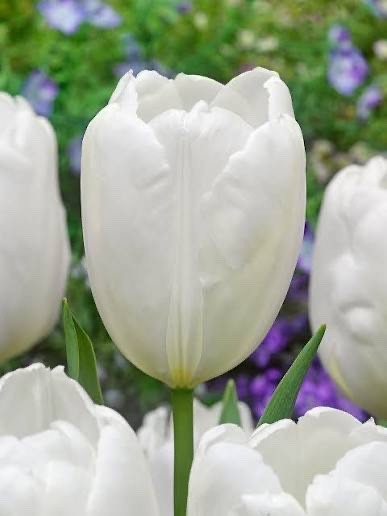 10x Tulip Hakuun Bulbs 10/11cm Large White Spring Flowering Garden Tulips