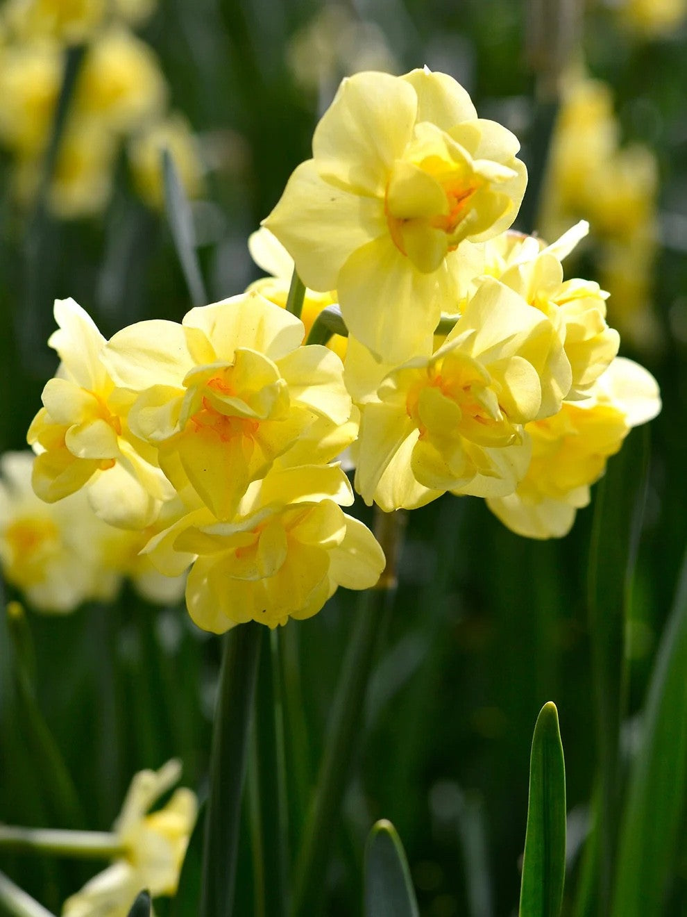15x Daffodil Yellow Cheerfulness Bulbs Double Scented Spring Narcissus