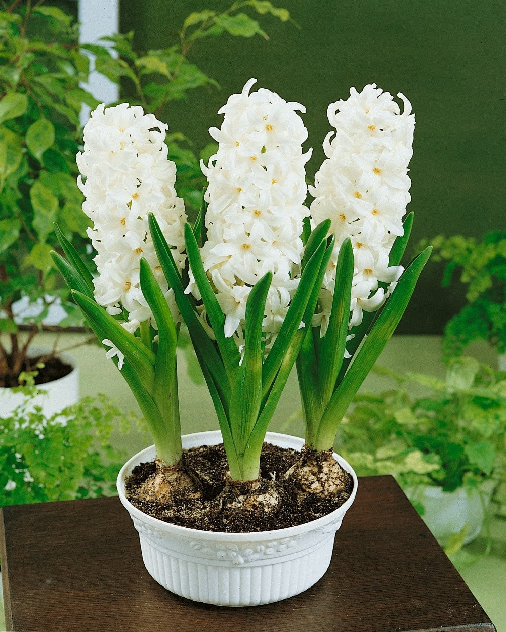 5x Prepared Hyacinth White Pearl 16/17cm Indoor Bulbs Christmas Pre-Order