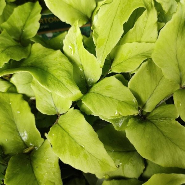 Cyrtomium Fortunei - Fortune Fern Hardy Outdoor Jungle Plant In 2ltr pot
