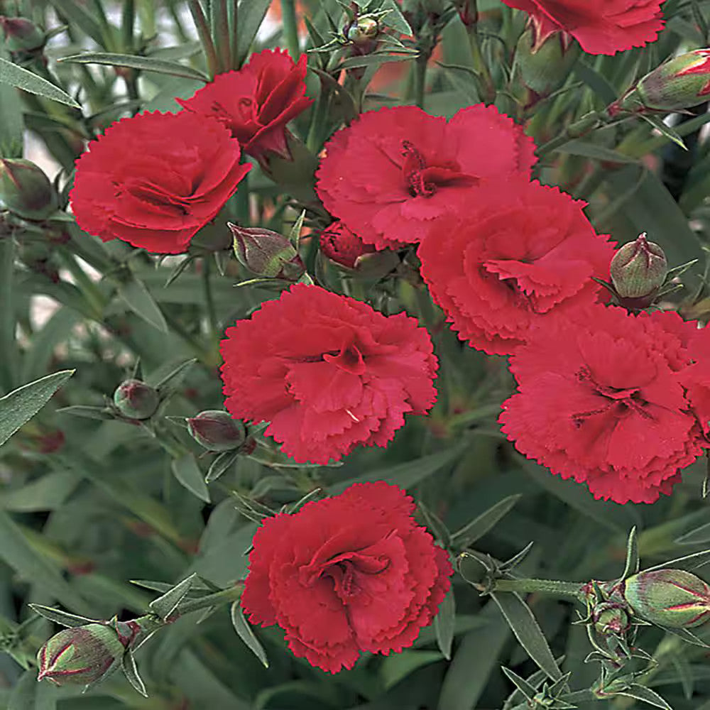 2 x Dianthus Oscar 'Cherry' -  Carnation Garden Plants in 10.5cm Pots