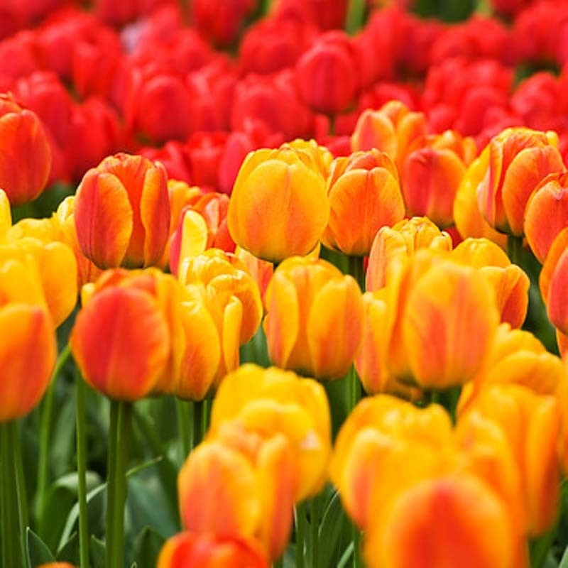 10x Tulip Beauty of Apeldoorn 10/11cm Orange Yellow Spring Flowering Bulbs