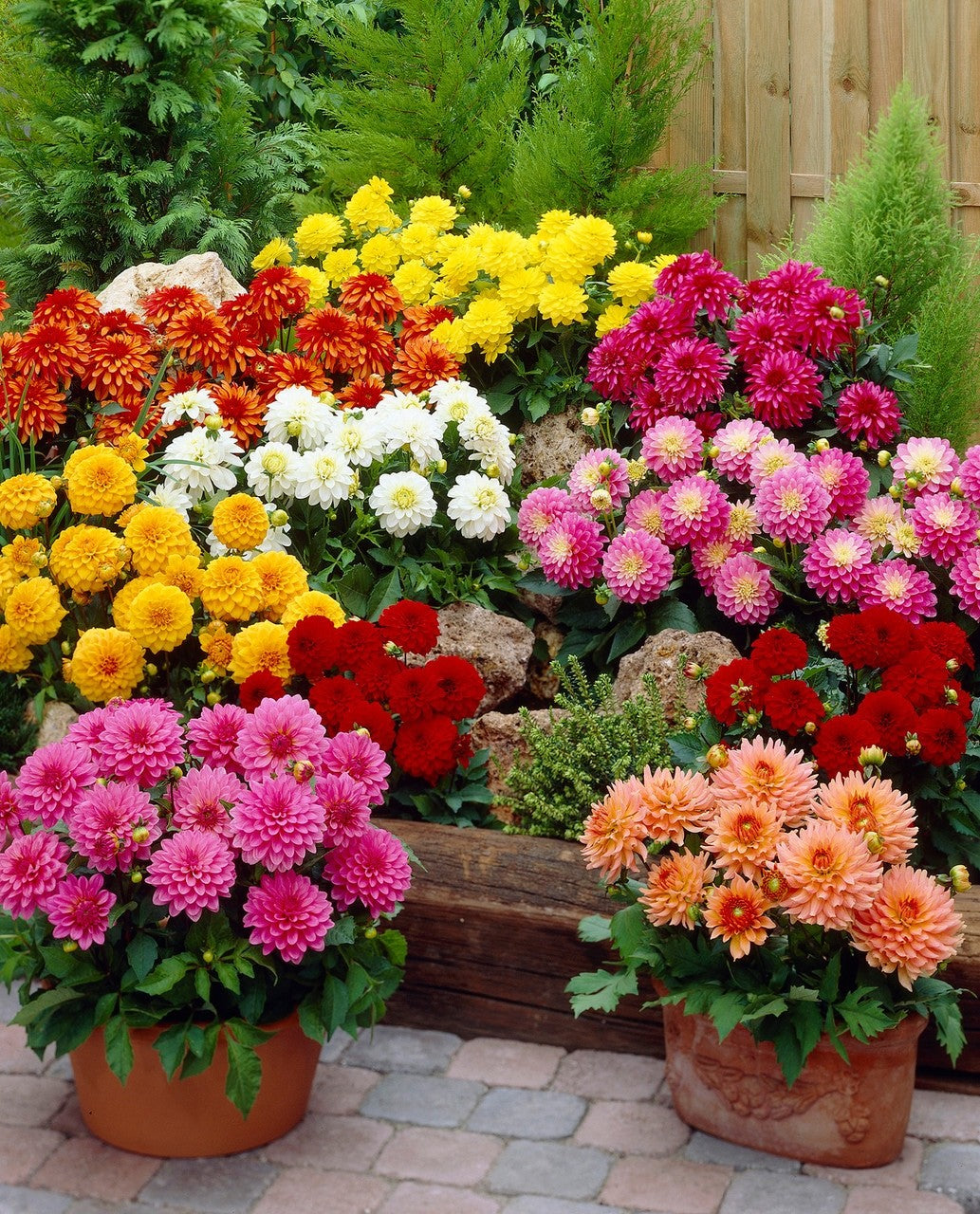 18 x Dahlia Mixed Bulbs Collection - A colourful display for a beautiful garden