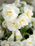 15x Daffodil Bridal Crown Bulbs Double White Yellow Scented Spring Flowers