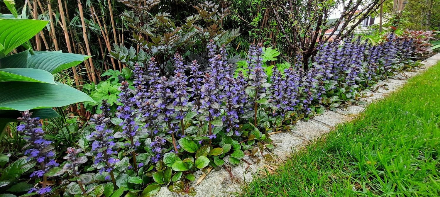 2x Ajuga Braunherz Plants 9cm Pots Hardy Ground Cover Blue Flowers Perennial