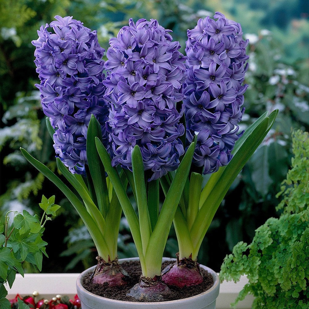 5x Prepared Hyacinth Delft Blue 16/17cm Indoor Bulbs Christmas Pre-Order