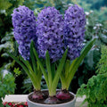 5x Prepared Hyacinth Delft Blue 16/17cm Indoor Bulbs Christmas Pre-Order