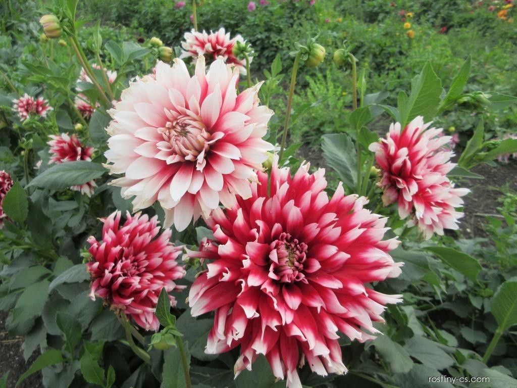 4 x Dahlia Red Empire Bulbs - Superb in Borders or Bouquets Garden Perennial