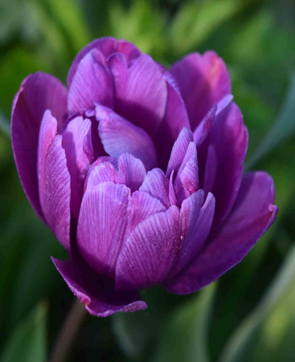 10x Double Early Tulip Blue Diamond 10/11cm Bulbs Pre-Order Autumn Planting
