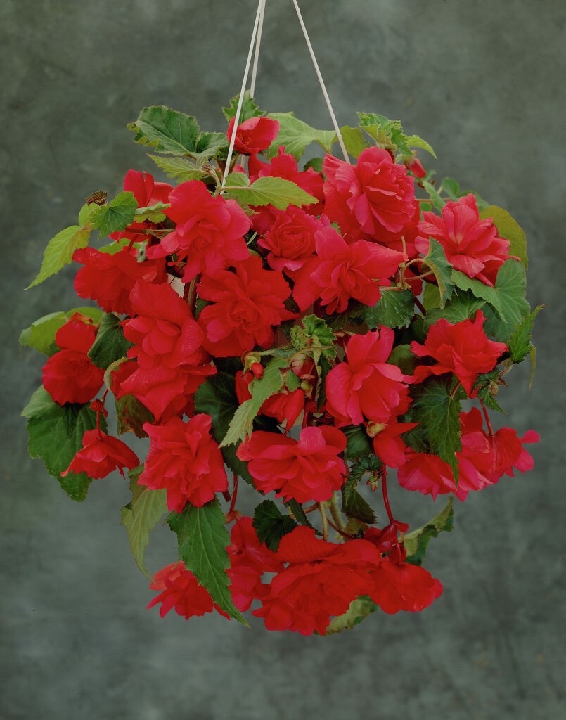 8 x Begonia Pendula Red and Yellow Mixed Bulbs - Great in hangings baskets