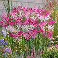 4 x Nerine Pink and White Bulbs - Perfect for Autumn Borders