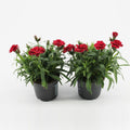 2 x Dianthus Oscar 'Cherry' -  Carnation Garden Plants in 10.5cm Pots