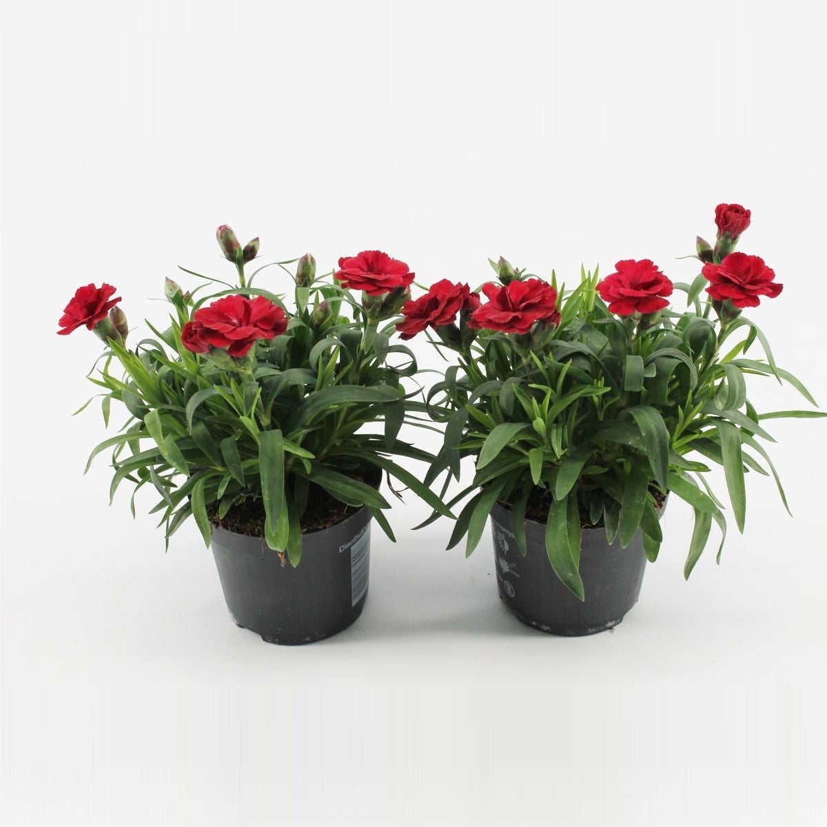 2 x Dianthus Oscar 'Cherry' -  Carnation Garden Plants in 10.5cm Pots