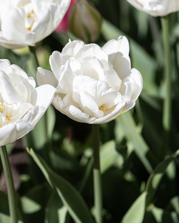 10x Tulip Mount Tacoma Bulbs 10/11cm Double White Peony Spring Flowers