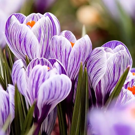 15x Crocus Pickwick Bulbs 8/9cm Striped Spring Flowering Garden Bulbs