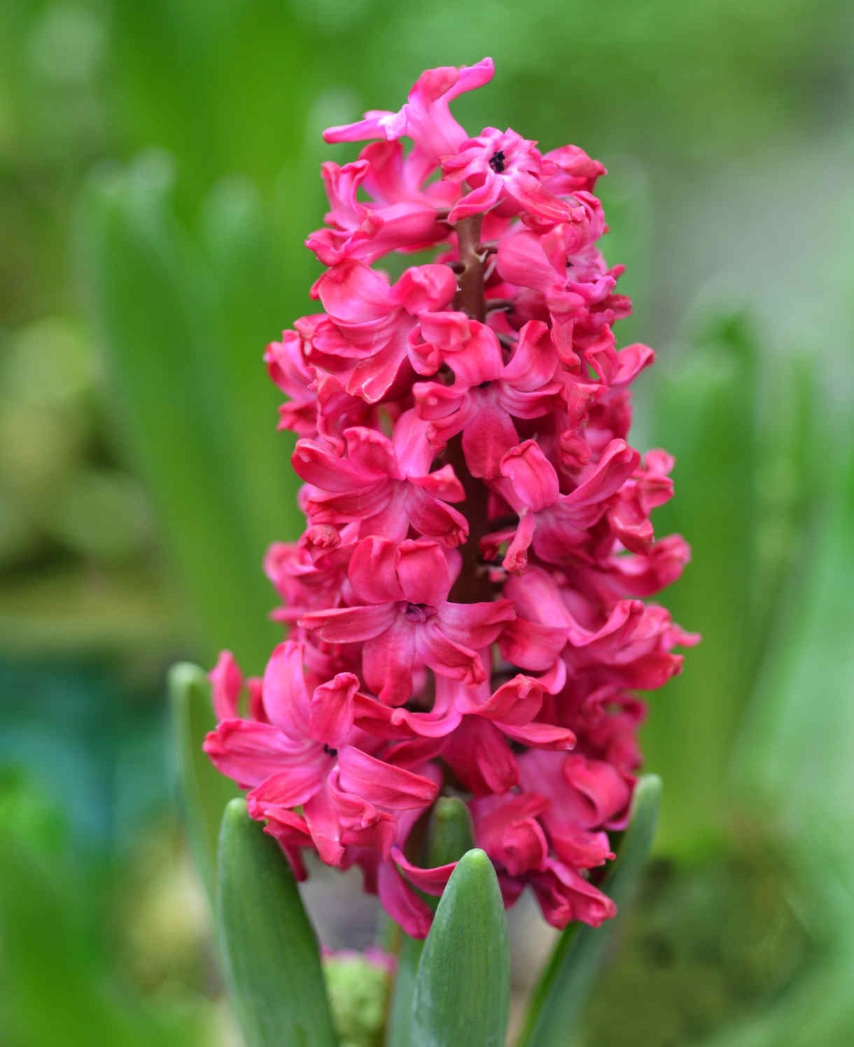 5x Prepared Hyacinth Jan Bos 16/17cm Indoor Christmas Bulbs Pre-Order
