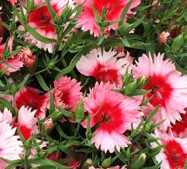 2x Dianthus Strawberry Crush Plants 9cm Pots Hardy Perennial Garden Pinks