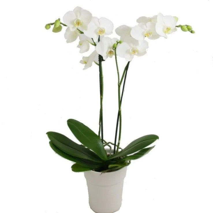 Mini Phalaenopsis White Orchid Twin Stem 6cm Pot Indoor Plant