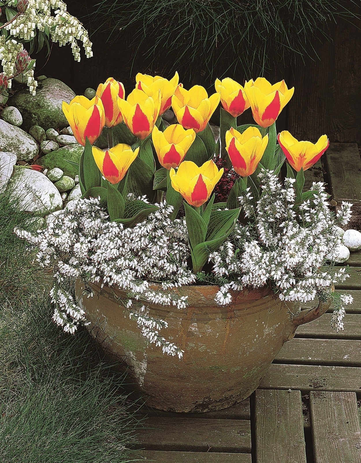 15x Dwarf Tulip Stresa 10/11cm Bulbs Autumn Planting Pre-Order