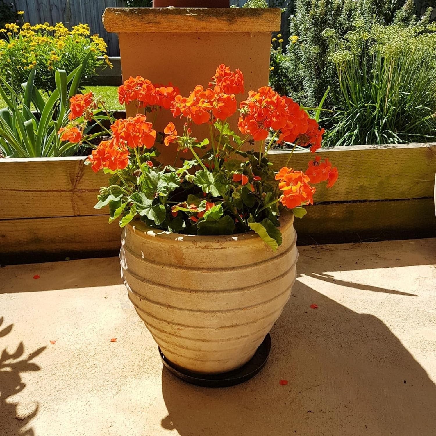 3x Geranium Sylvia Orange Plants 10.5cm Pots Summer Bedding Flowers
