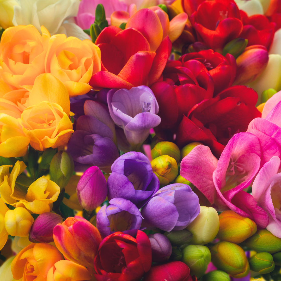 40 x Freesia Double Mixed Bulbs - Highly Fragrant Colourful Blooms Perennial