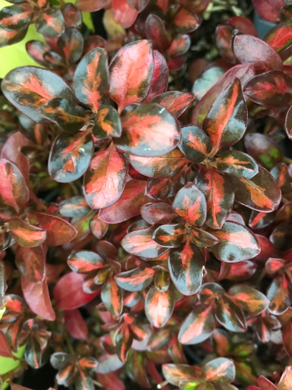 2 x Coprosma 'Glowing Embers' - Stunning Mirror Evergreen shrub in 9cm pots