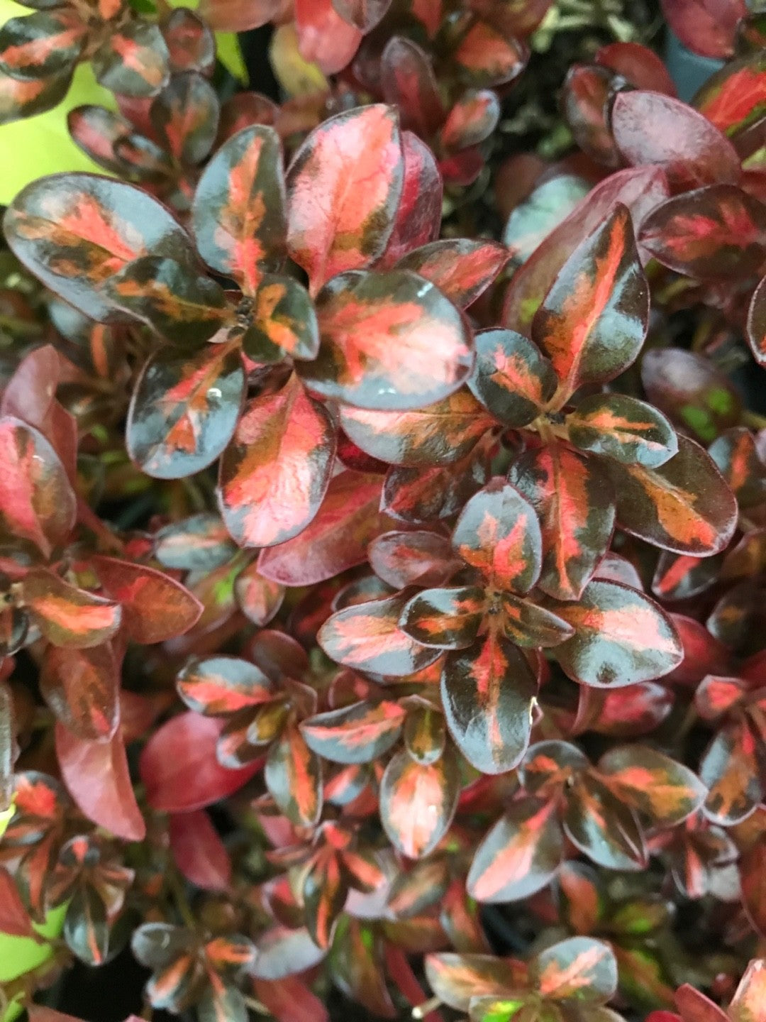 2 x Coprosma 'Glowing Embers' - Stunning Mirror Evergreen shrub in 9cm pots