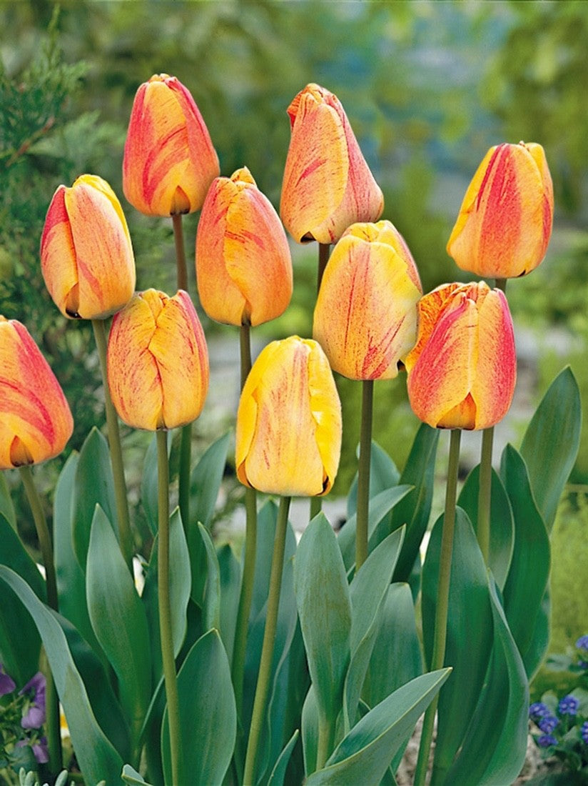 10x Tulip Beauty of Apeldoorn 10/11cm Orange Yellow Spring Flowering Bulbs