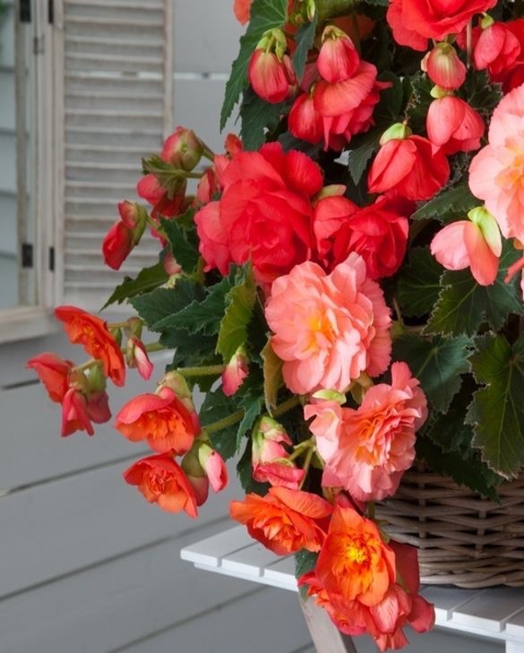 4 x Begonia Odorosa Sweet Pink Bulbs - Sweet Scented Variety