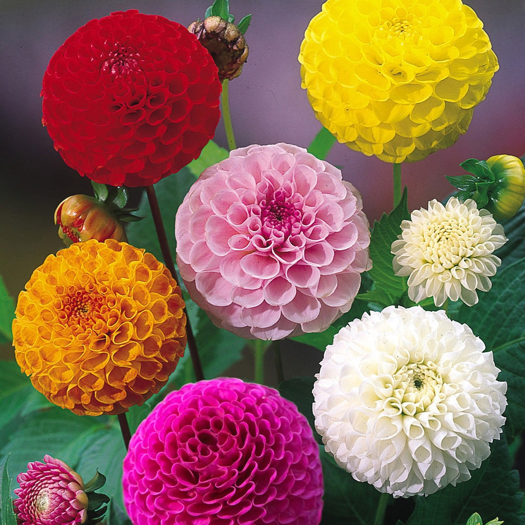 2x Dahlia Pom Pom Lucky Dip Plant 2L Pot Summer Flowering Garden