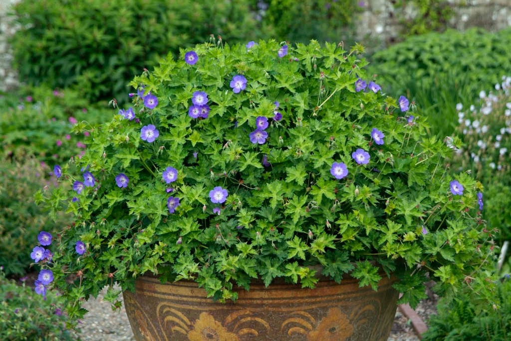 2x Geranium Rozanne 9cm Pots RHS AGM Plant of Centenary Hardy Perennial