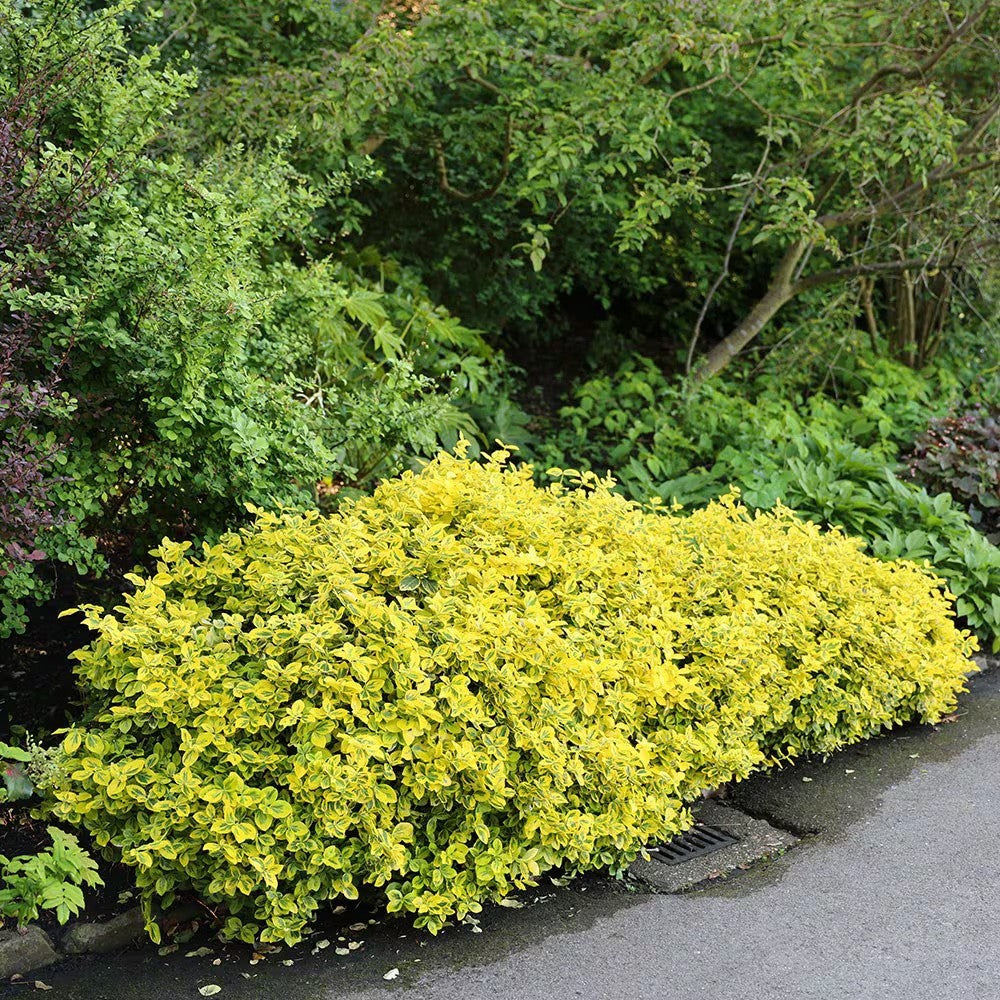 2x Euonymus Emerald n Gold Plants Evergreen Shrub Garden Spindle
