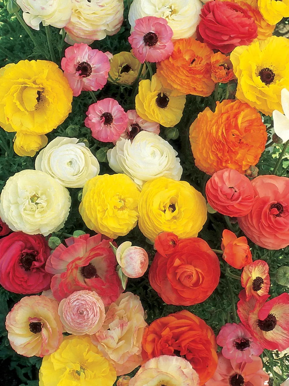 2 x Ranunculus Mixed Colours - Lucky Dip Colour Flower Garden Plant in 9cm pots