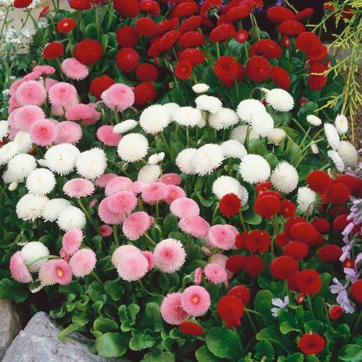2x Bellis Bellissima Mix Plants 9cm Pots Double Daisy Hardy Spring Flowers