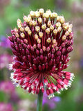 3x Allium Red Mohican Bulbs 10cm+ Ornamental Flowering Garden Perennial