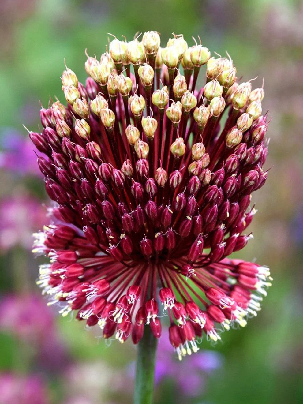 3x Allium Red Mohican Bulbs 10cm+ Ornamental Flowering Garden Perennial