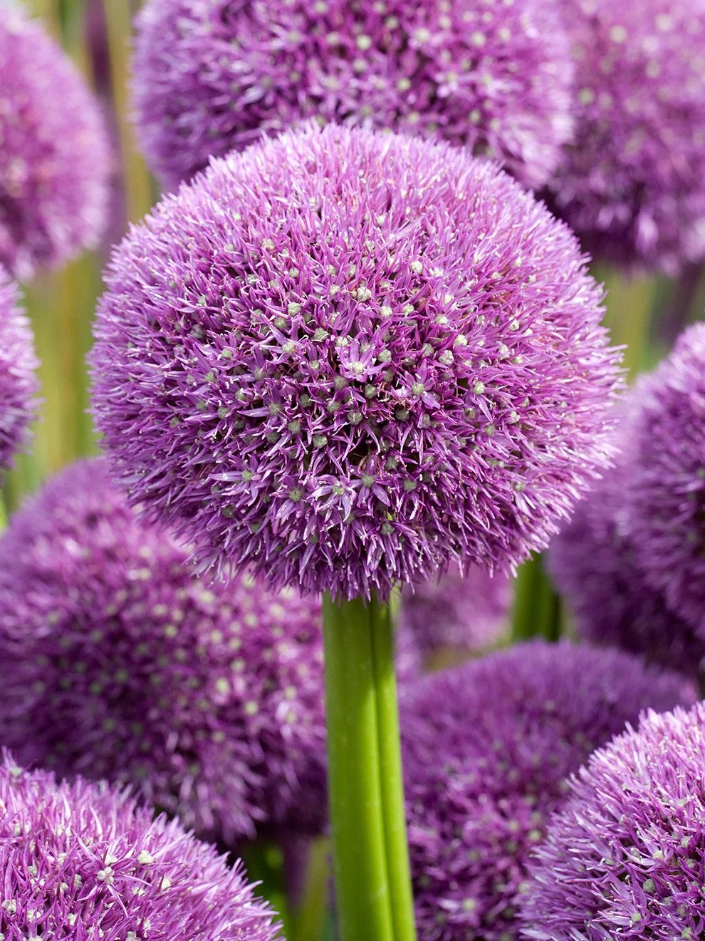 Allium Pinball Wizard 20cm+ Bulbs Giant Purple Garden Flower Perennial