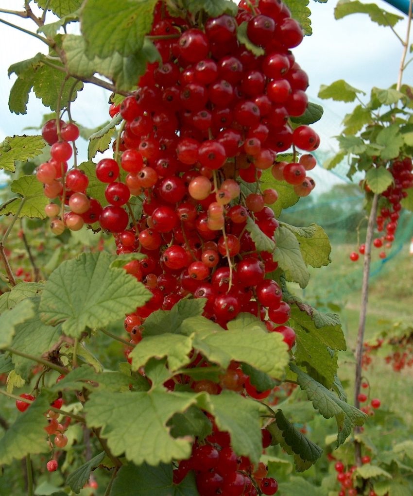 Redcurrant 'Rovada' - Hardy Large Ribes ready to fruit in Summer 3ltr pot