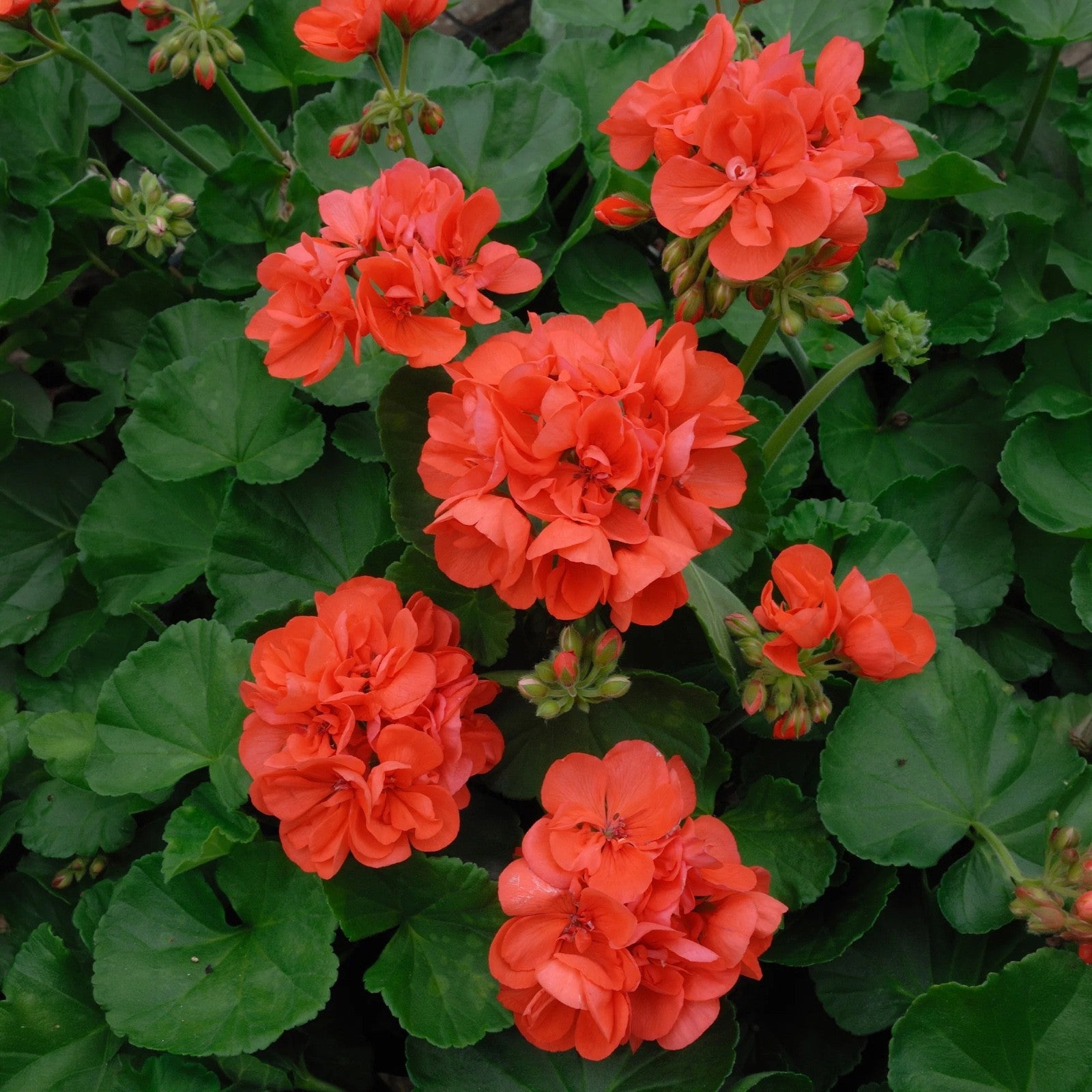 3x Geranium Sylvia Orange Plants 10.5cm Pots Summer Bedding Flowers