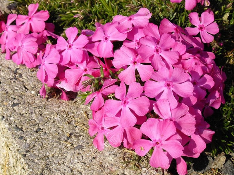 2 x Phlox subulata 'McDaniel's Cushion' - Garden Phlox Perennial in 10.5cm pots
