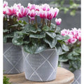 2x Cyclamen Picola Magenta Bicolour Plant 10.5cm Pot Autumn Winter Flowers