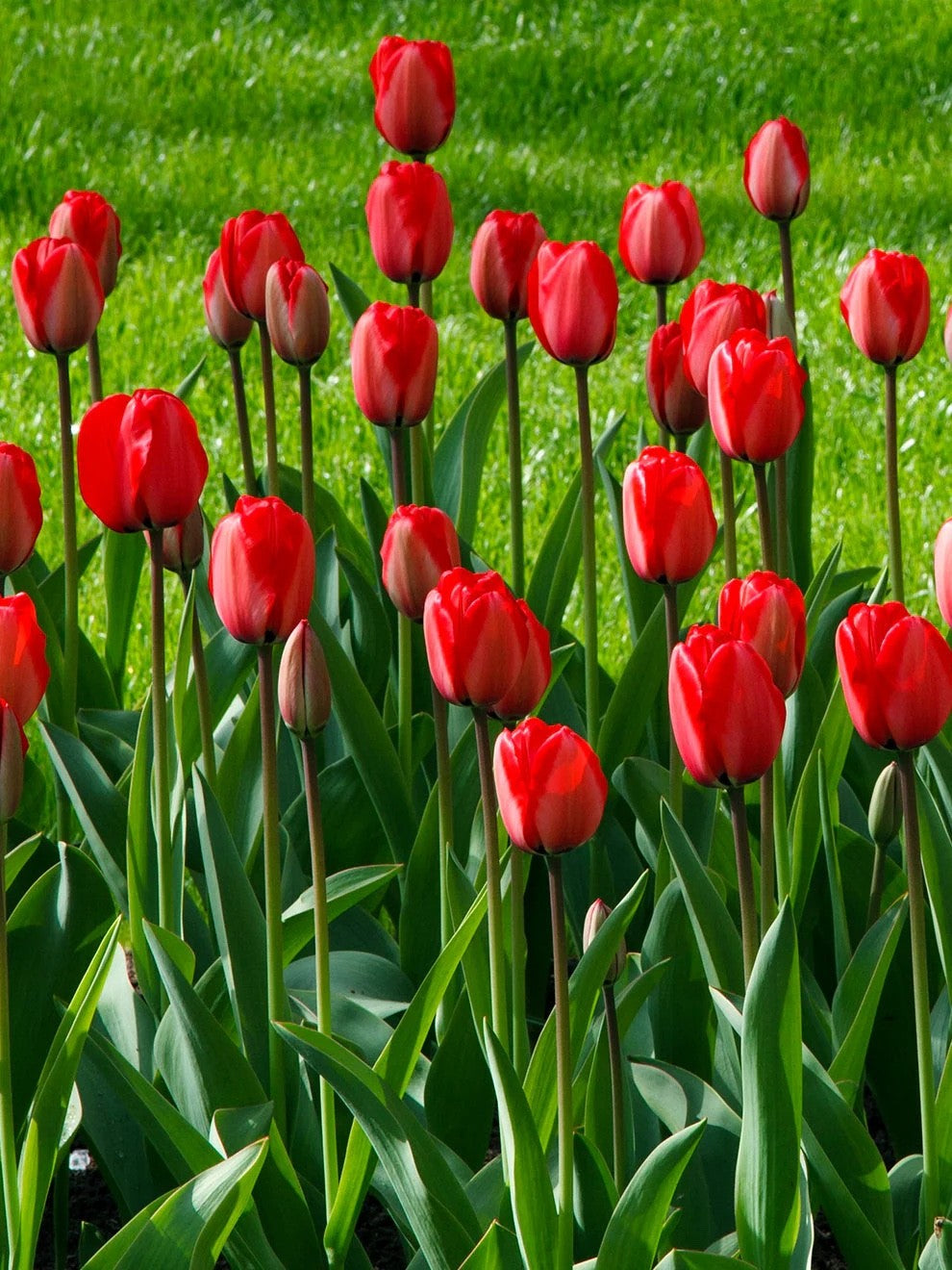 15x Tulip Red Impression Bulbs Large Red Spring Flowering Autumn Planting