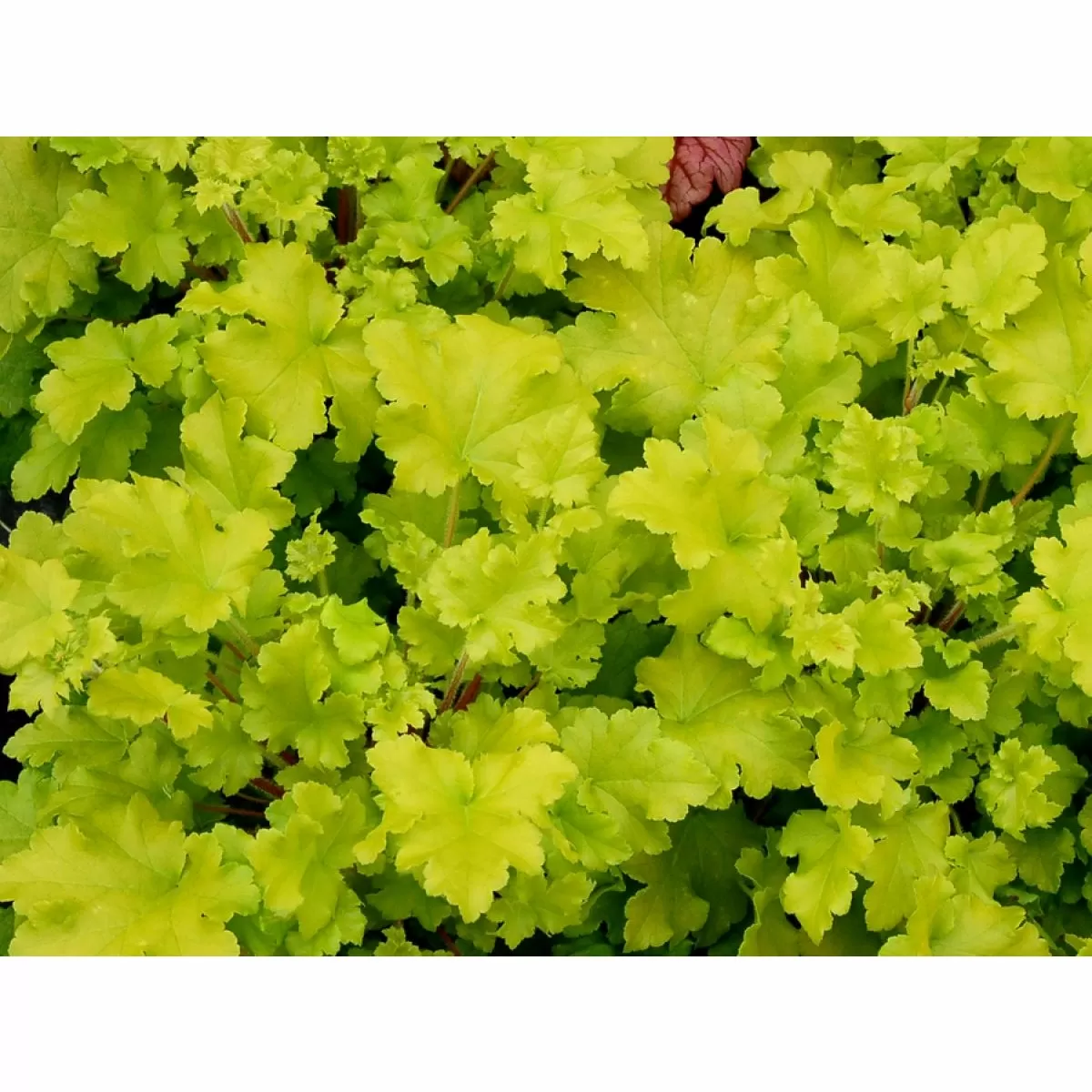 Heuchera Lime Marmalade - Coral Bells garden perennial plant in 1.5 Litre pot