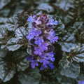2x Ajuga Braunherz Plants 9cm Pots Hardy Ground Cover Blue Flowers Perennial