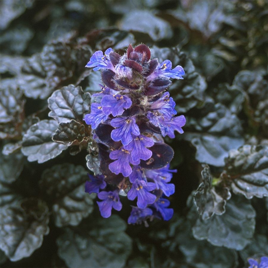 2x Ajuga Braunherz Plants 9cm Pots Hardy Ground Cover Blue Flowers Perennial