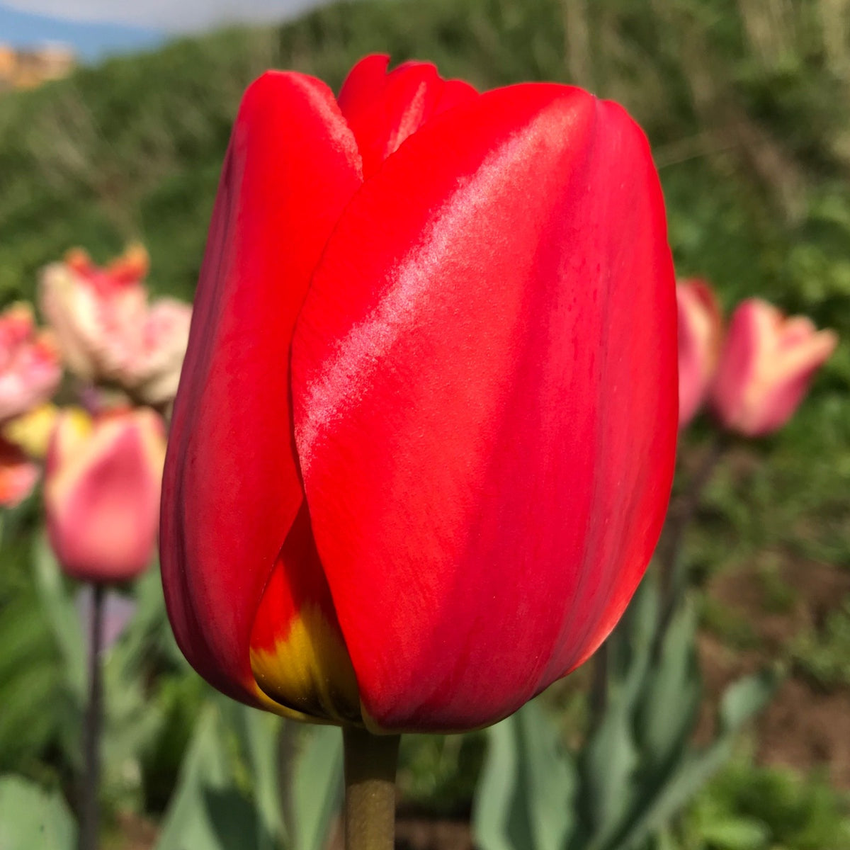 10x Tulip Apeldoorn Bulbs 10/11cm Large Red Spring Flowering Garden Tulips