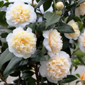 2 x Camellia japonica 'Brushfields Yellow' -  Evergreen Hardy Shrub in 1ltr pot