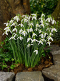 15x Snowdrop Elwesii Bulbs 4/5cm Giant White Early Spring Flowering Bulbs
